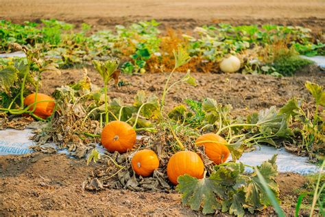 Placer County Pumpkin Patches Visit Placer