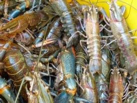 Family lucu ada udang di sebalik batu mp3 duration 0:43 size 1.64 mb / water daddy 9. maswafi.blogspot.com: Udang Batu
