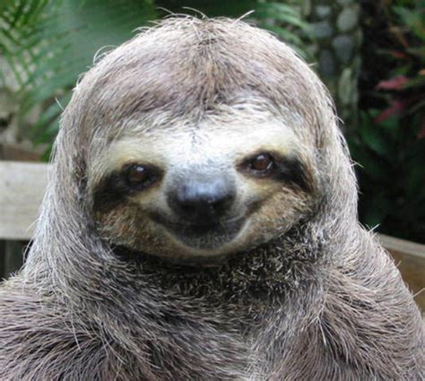About Sloth Creepy Sloth Sloth Meme