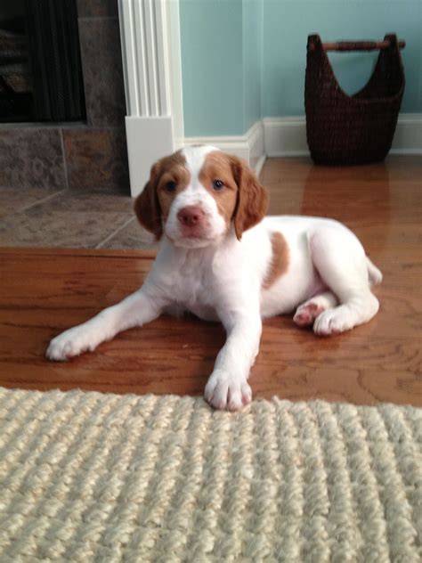 Brittany spaniel #puppy | Spaniel puppies, Brittany spaniel, Brittany