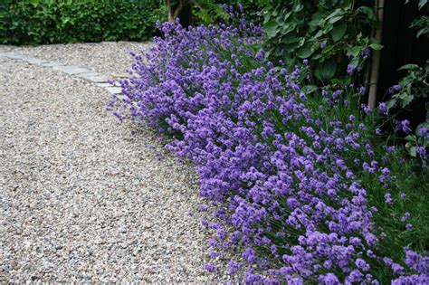 Compact Shrubs For Borders To Make A Statement Home Logic Uk