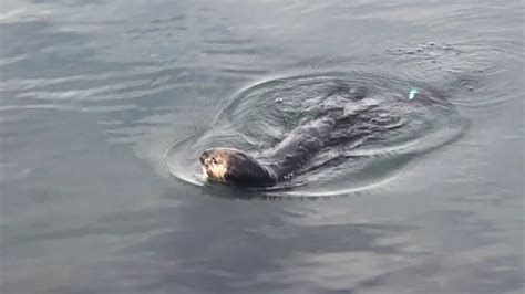 Morro bay golf course is affordable golf at its finest! Morro Bay Otter Cracks Open Clam - YouTube
