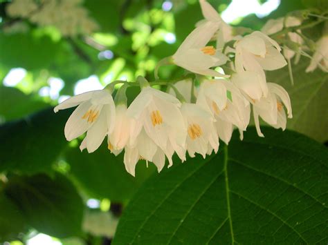 The tabernaemontana plants are shrubs with evergreen leaves and they have a milky sap. White Flowers of Fragrant Snowbell | Nature Photo Gallery
