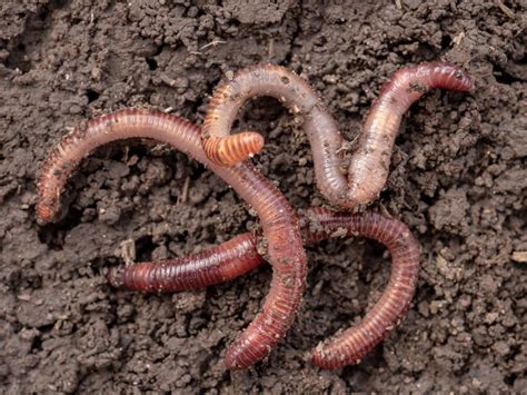 3 Reasons You Need Earthworms In Your Garden And How To Attract Them Worm