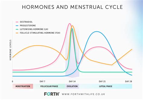 Perimenopause Hormone Levels Chart Uk Thelma Johnston Berita