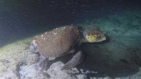 Giant Loggerhead Turtle Florida Keys Youtube