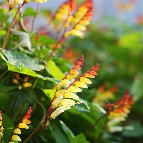 You can find bougainvillea in it's an annual in my zone, but it's worth the extra effort each year! The Best Annual Vines for Your Garden | Spanish flags ...