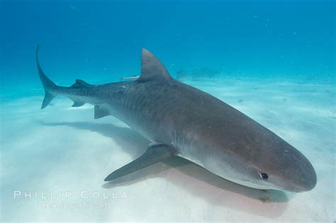 Tiger Shark Galeocerdo Cuvier Bahamas 10703