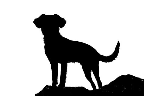 Silhouette Of Dog Free Stock Photo Public Domain Pictures