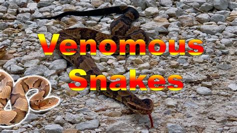 Venomous Snakes Of Missouri Youtube