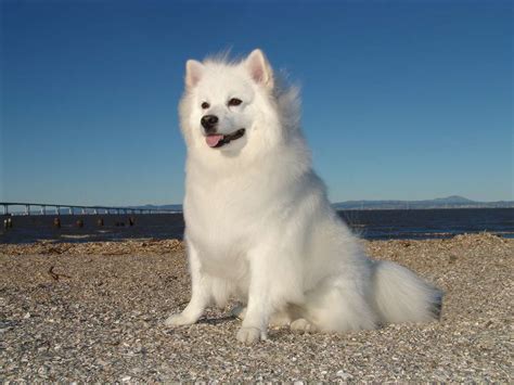 40 Spitz Dog Breeds That Like To Be Cool