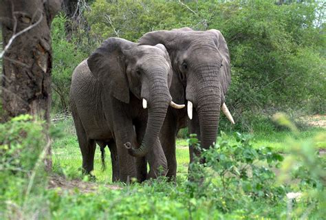 Protect Forest Elephants And Lowland Gorillas Of Africas Biodiversity