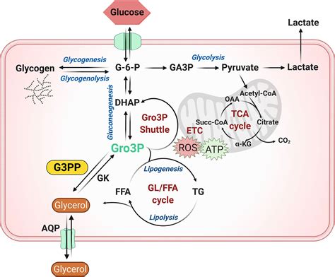 Frontiers New Mammalian Glycerol Phosphate Phosphatase Role in β Cell Liver and Adipocyte