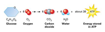 • cellular respiration equation (products and reactants) c6h12o6 + o2 æ co2 + h2o + energy reactants products • oxidation/reduction (include examples) the equation for photosynthesis can be written as: Science 7b: Chemistry Matters: Exercise and Cellular Respiration