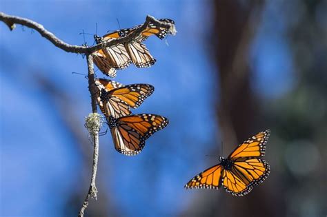 Monarch Butterfly Population Up 144 Percent On Wintering Grounds