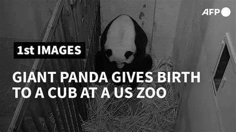 Us National Zoo Giant Panda Gives Birth To A Cub Afp Youtube