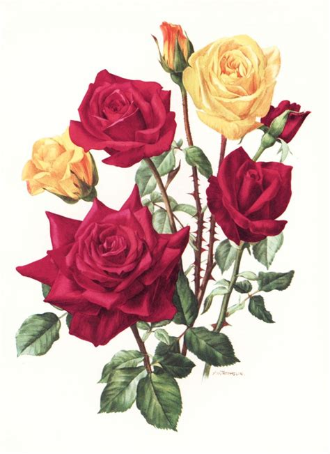 Office Decor Happiness Rose Illustration Vintage Botanical Prints