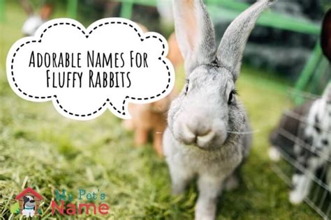 Cute Bunny Names 500 Adorable Names For Fluffy Rabbits My Pets Name