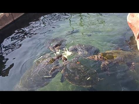 Underwater Observatory Park In Eilat Israel Red Sea Aquarium