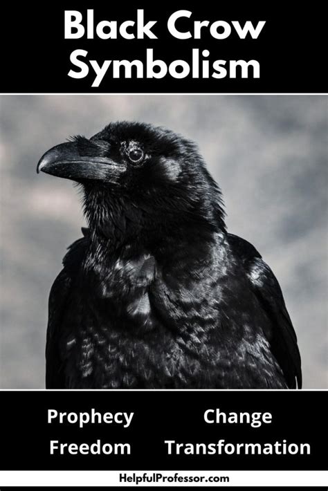 Single Black Crow Meaning And Symbolism Prophecy And Change Unianimal