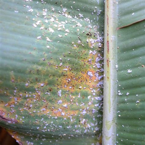 Carnivorous pest control is a 100% natural pest control option. Scale & Mealy Bugs - All Florida Pest Control