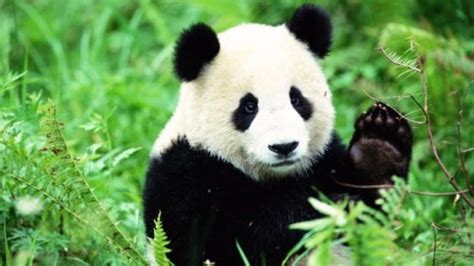 Why Exactly Are Pandas Endangered Virily