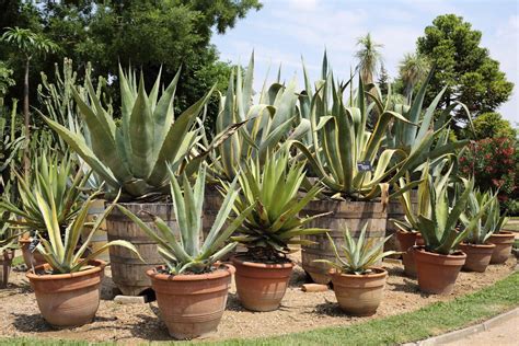 I suggest taking it do this first before you put the mix in your pot so you will know just how much soil you're working with. Can Agave Grow In Pots - Learn How To Grow Agave In Containers