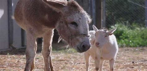 Rekindled Friendship With Donkey Saves Goat From Depression Good News
