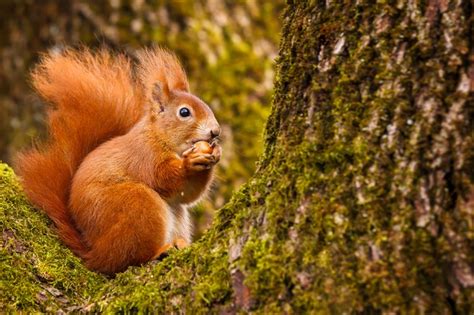 how do squirrels find their nuts bbc wildlife magazine discover wildlife