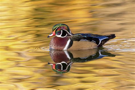 Wood Duck Drake On A Golden Pond Photograph By Tony Hake Fine Art America
