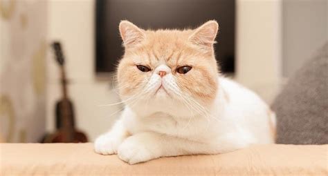 Exotic Shorthair Cat Breed Information Cat Loaf Kitty Loaf