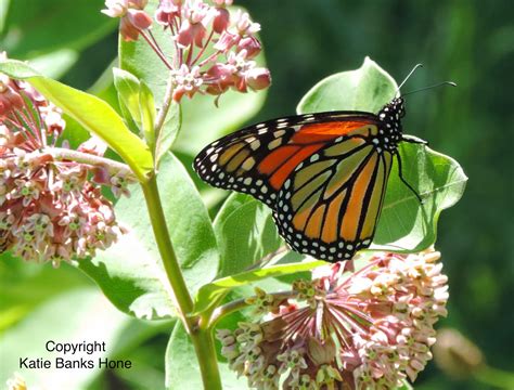 The Monarch Gardener Northeast Native Milkweeds Five Beautiful Ways