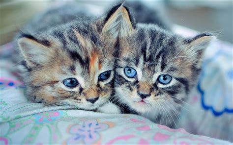 Download Wallpapers Manx Kittens Pets Freinds Domestic Cat Small