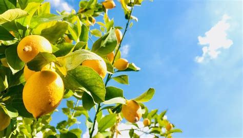 Growing lemons from seed isn't a good idea as they don't come true to type (that is the fruit may not be like that of the parent fruit), may be thorny, large and take a long time to produce fruit. How Long Does a Lemon Tree Take to Produce Fruit? in 2020 ...