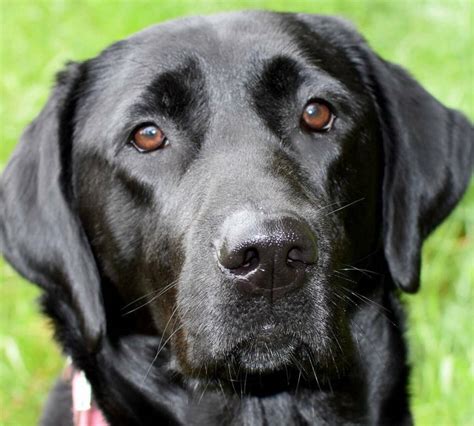 Heated tile floors and forced heated ceramic heaters for cold temperatures. Home-Family Labrador Retriever breeder-Olympia, Wa ...