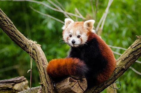 Postal para felicitación de cumpleaños de un oso panda. Por qué el oso panda rojo está en peligro de extinción | Animales bonitos, Animales en peligro ...