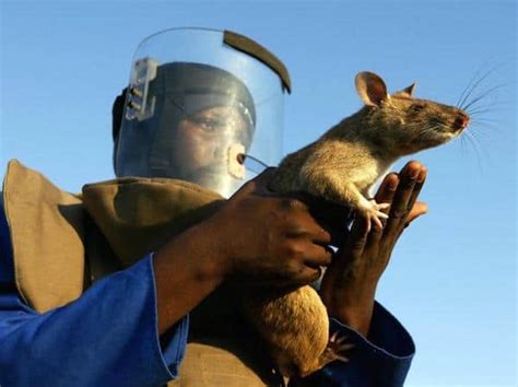 Meet The Badass Hero Rats Detecting Landmines And Saving Thousands Of