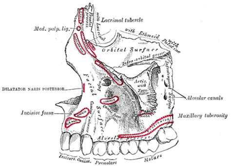 The Maxillæ Upper Jaw Human Anatomy