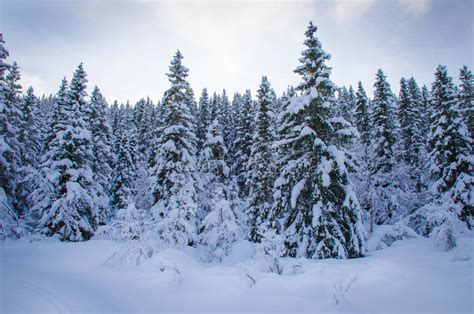 Pine Tree Forest Covered With Snow Stock Photo Image Of