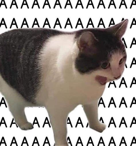 Scream Cat In 2022 Funny Animal Memes Cat Memes Cute Memes