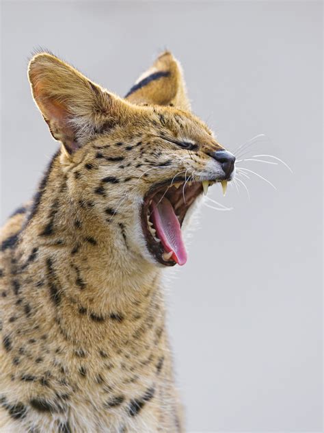 Yawning Serval Serval Serval Cats Sand Cat