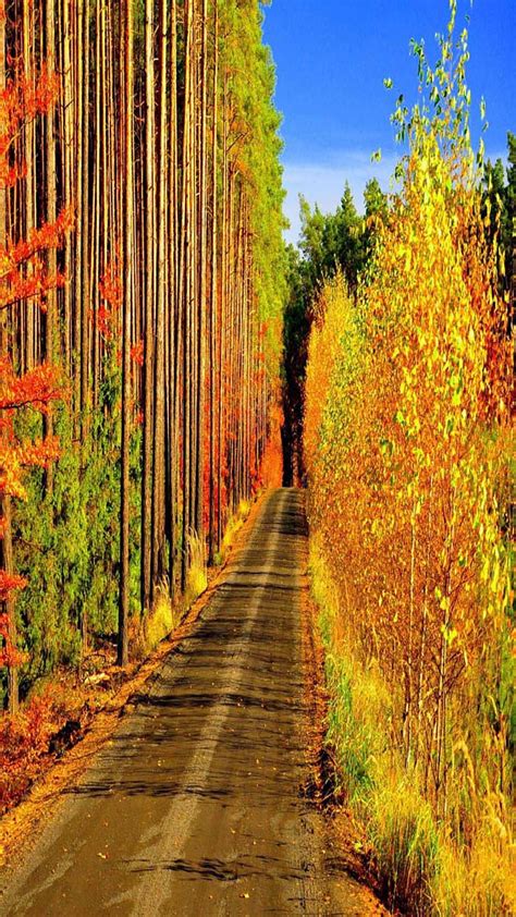 Autumn Road Bonito Cute Look Nice Hd Phone Wallpaper Peakpx