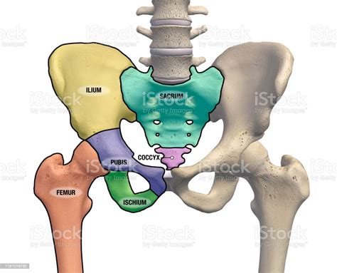 Male Pelvis And Hip Bone Regions Labeled Front View On White Stock