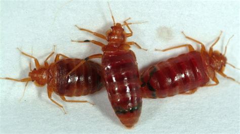 Bed Bugs Develop Resistance To Widely Used Insecticides Bbc News