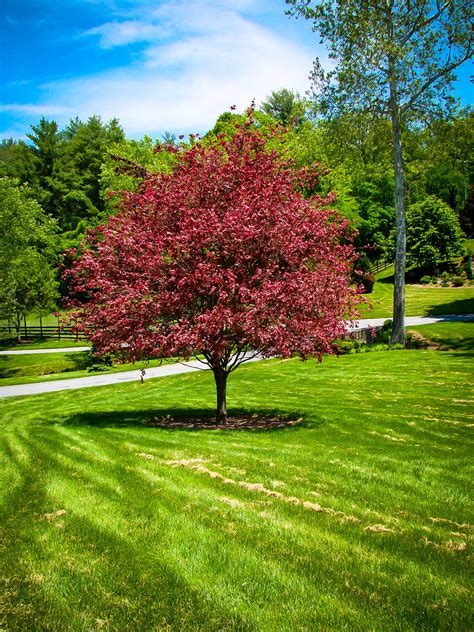 Tri Color Beech Trees For Sale Online The Tree Center