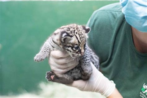 Brproud Rare Ocelot Kitten Born At Audubon Zoo