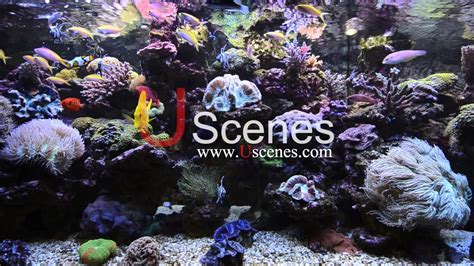 Living Marine Aquarium 2 Screensaver Free Download Thaideman