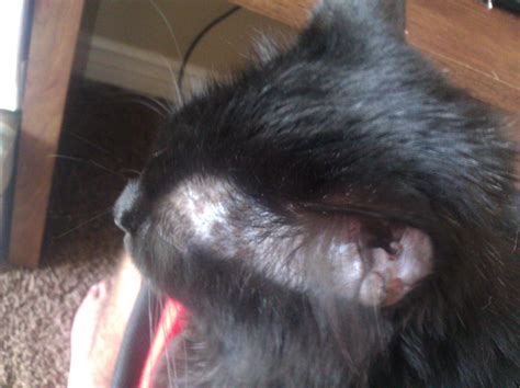 Cat hair loss can seem quite alarming if you discover your cat is suffering from it. cat has thinning hair in front of her ears