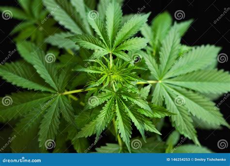 Cultivation Cannabis On Black Background Growing Cannabis Indica Hemp