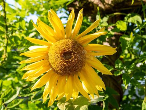 Sunflower Head Helianthus Annuus Stock Image Image Of Garden Dutch